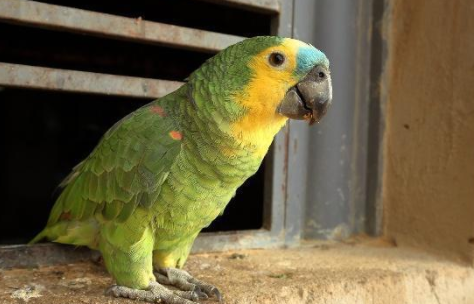 万绿丛中一点黄的橙翅亚马逊鹦鹉,有没有让你眼前一亮