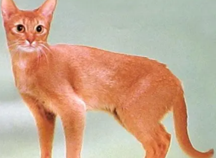 阿比西尼亚猫寿命短