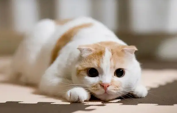 猫咪可不可以吃巴沙鱼 猫咪可不可以吃巴沙鱼