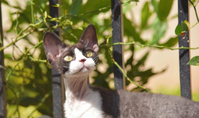 德文卷毛猫养后感