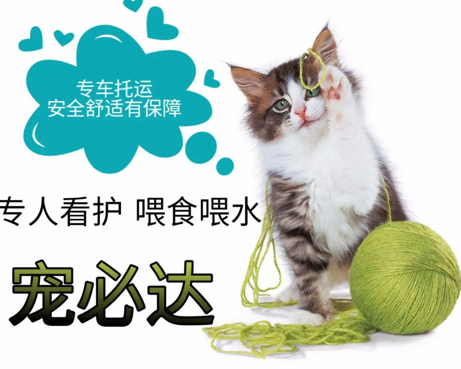 宠必达宠物托运怎么样 宠必达宠物托运怎么样