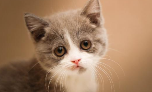 10天小猫吃多少毫升奶量