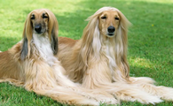 阿富汗猎犬值钱吗