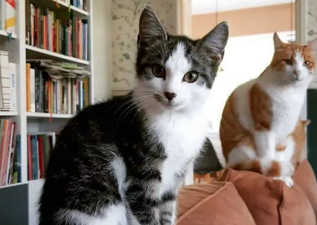 猫咪发现有流浪猫经常来自己家讨饭吃,对它百般照顾并收它当小弟 猫咪发现有流浪猫经常来自己家讨饭吃,对它百般照顾并收它当小弟