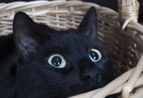 三个月的小猫咪能一次吃一个罐头不