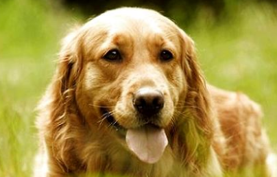 什么是寻回犬 什么是寻回犬