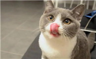 猫肠胃不消化引起炎症感染怎么办 猫肠胃不消化引起炎症感染怎么办