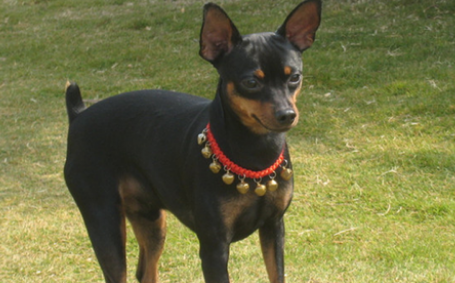 为什么不能打小鹿犬 为什么不能打小鹿犬