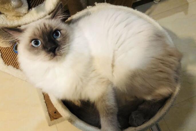 猫丢了找回来的巧方法 猫丢了找回来的巧方法