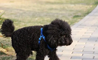 黑色迷你贵宾犬图片