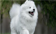 狗腿瘸了能自愈吗