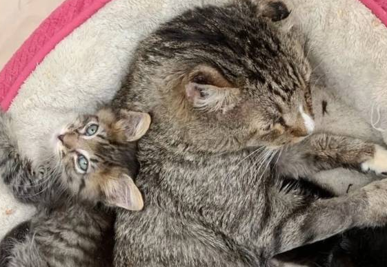 善良的家猫,每天带着不同的小猫回家,将自己的食物分享给它们 善良的家猫,每天带着不同的小猫回家,将自己的食物分享给它们