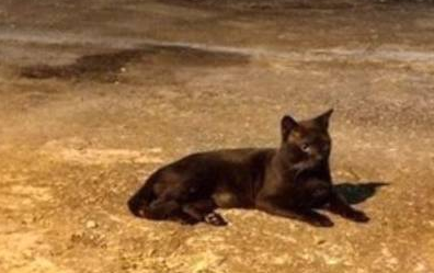 主人弄丢猫咪急哭，好心喂食流浪黑猫，却意外找到线索