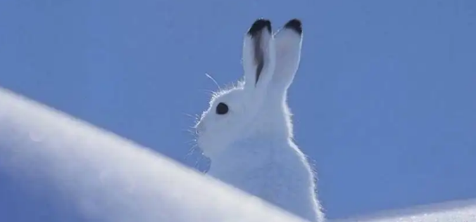 喜欢单独活动的雪兔,一般有多大? 喜欢单独活动的雪兔,一般有多大?