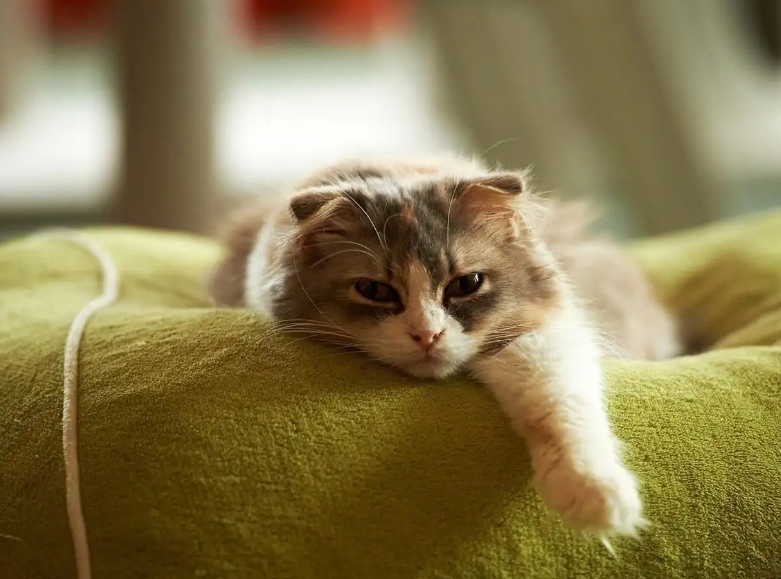 猫秃了一小块皮肤光滑怎么回事 猫秃了一小块皮肤光滑怎么回事