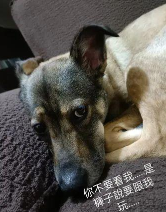 主人穿睡裤出门，回家才发现底下破大洞，狗：它先动手的...