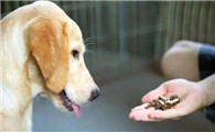 狗狗吃完驱虫药后厌食怎么回事 狗狗吃完驱虫药后厌食怎么回事