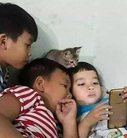 家里三个小鬼头在看手机,头顶却有只小猫在围观,真以为能看懂呢 家里三个小鬼头在看手机,头顶却有只小猫在围观,真以为能看懂呢