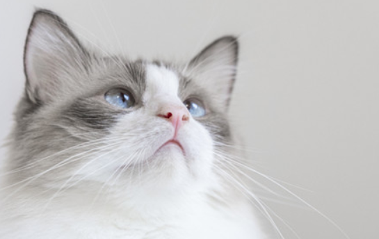 刚出生的小奶猫怎么人工喂养 刚出生的小奶猫怎么人工喂养