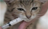 怀孕猫吃驱虫药的后果有哪些