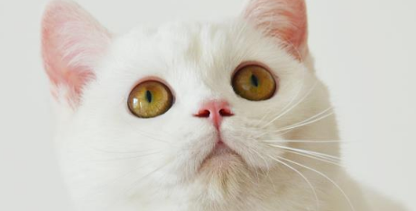 猫一直躲在床下不出来怎么办