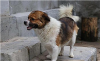 中华田园犬属于小型犬吗