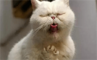 猫吐毛球是什么样子的