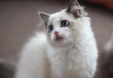 怎么判断猫要不要驱虫