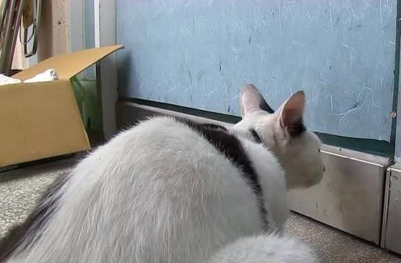流浪猫强行进入餐馆,被老板赶走时还发脾气,知道缘由后好心疼它 流浪猫强行进入餐馆,被老板赶走时还发脾气,知道缘由后好心疼它