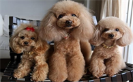 巨型贵宾犬多少钱一只