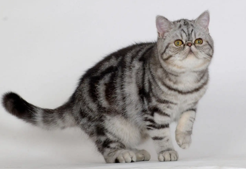500元的美国短毛猫是真的吗 500元的美国短毛猫是真的吗