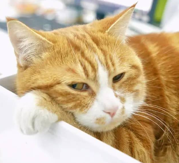 一早醒来，发现橘猫脚趾夹了一大撮毛，就知道它赢了