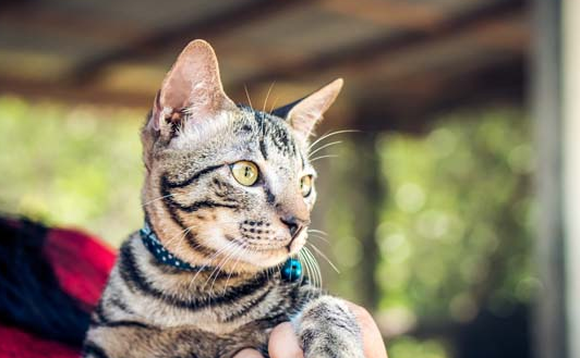 猫咪经常呕吐是怎么回事吃什么药