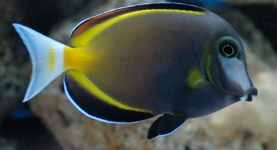 为什么七彩吊不吃食?可能是这几个原因!