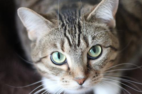 猫可以两三天洗一次澡吗 猫可以两三天洗一次澡吗