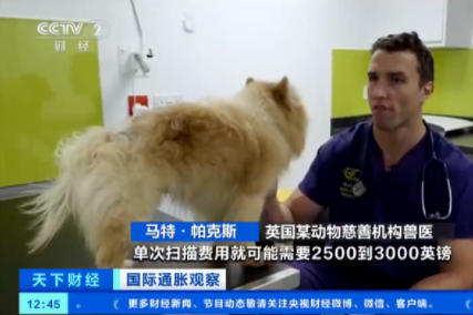太贵了养不起！“绅士之国”人设崩塌，英国遭遗弃的宠物成倍增加！