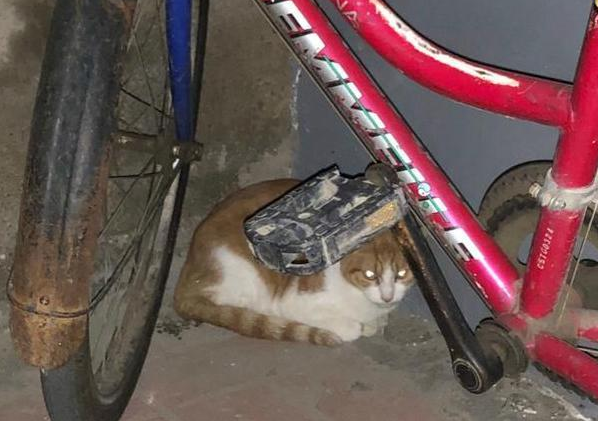 因主人收养流浪猫，橘猫发狂抓伤主人，主人一气之下怒打猫咪