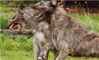 爱尔兰猎狼犬战斗力