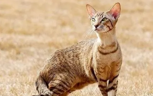 埃及猫怎么看纯不纯 埃及猫怎么看纯不纯
