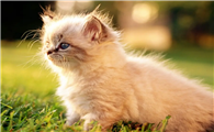 小猫眼睛被分泌物糊住怎么办