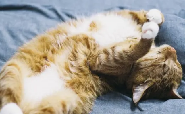 猫咪呼噜呼噜是什么意思 猫咪呼噜呼噜是什么意思