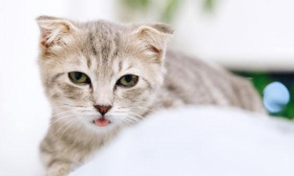 新来的小猫一直叫是什么原因引起的 新来的小猫一直叫是什么原因引起的