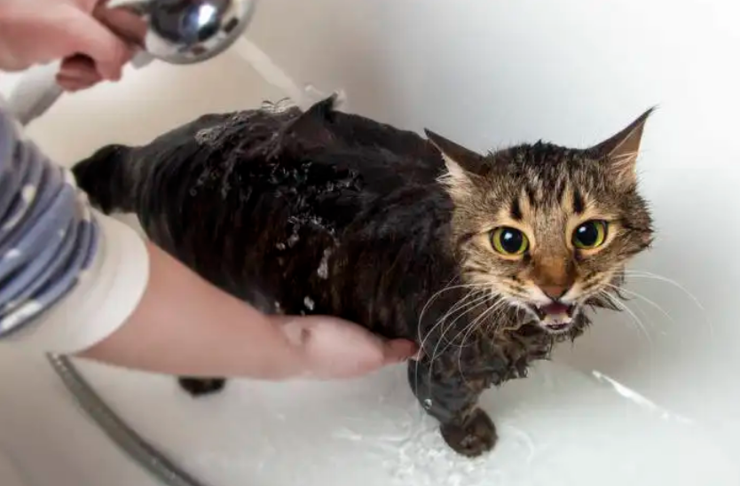 猫可以用什么洗澡