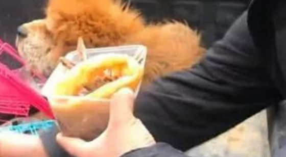 老狗即将被宰杀,小哥心疼立马救下,喂食时狗狗的反应让人鼻酸 老狗即将被宰杀,小哥心疼立马救下,喂食时狗狗的反应让人鼻酸