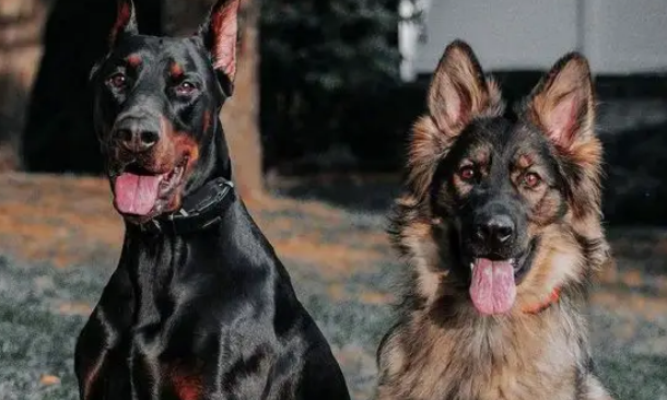杜宾跟德国牧羊犬打架谁厉害 杜宾跟德国牧羊犬打架谁厉害