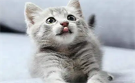 猫咪可以吃蛋糕吗为什么