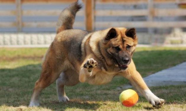 马士提夫犬长什么样