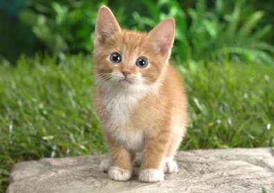 猫一直咕噜咕噜叫是怎么回事