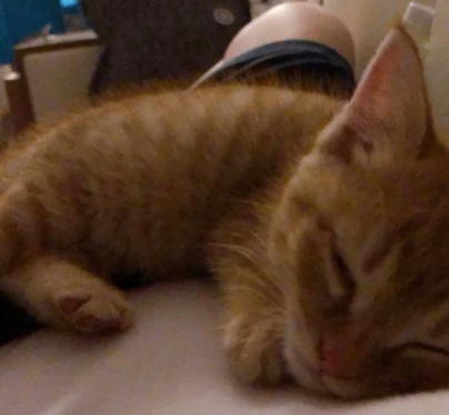 捡了只没断奶的小橘猫，见证它变成干饭橘的全过程...好治愈！