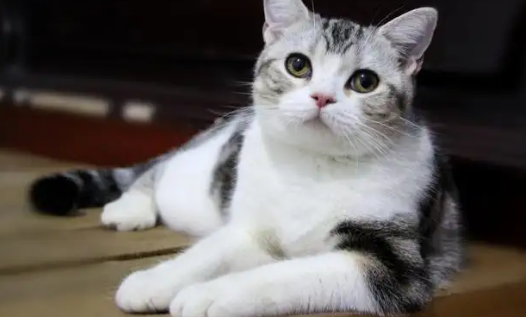 刚满月的小猫身上有跳蚤吗，需要怎么处理才好